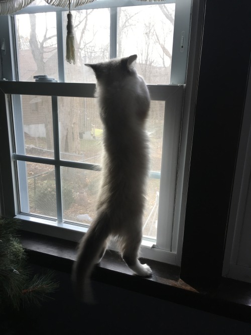 iwouldlovetoeatyourtoast: cat standing on two legs, a series