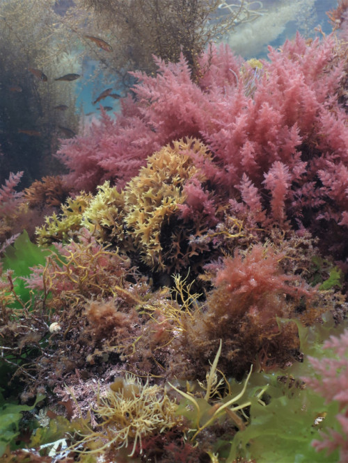 aquatictimes: Look at this! These amazing photos were taken off the coast of Cornwall (my favourite 