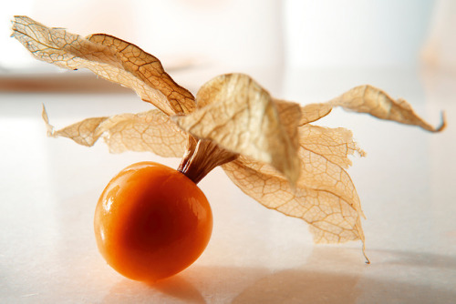 physalis