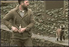 4gifs:  Benjamin likes to follow his human around town. [video]