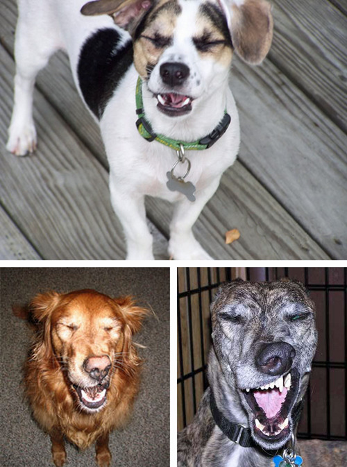 tastefullyoffensive:  Dogs About to Sneeze [via]Previously: Cats About to Sneeze 