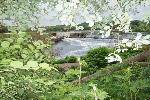 Hogweed, Knotweed and Willow