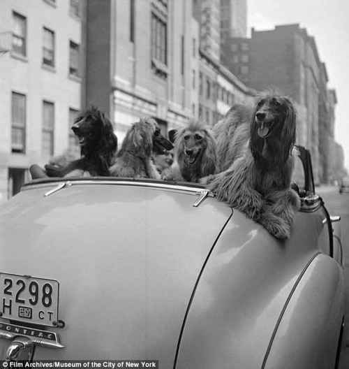 newyorkthegoldenage:Four dogs go sightseeing, 1949.Photo: Stanley Kubrick
