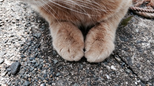 criminallyobscene: 相島の猫たちPaws from Ainoshima (Cat Island)Japan, 2016 100% pure content