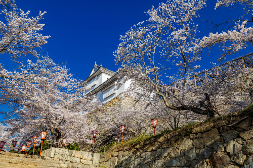 津山城の春