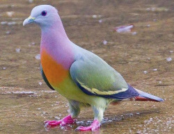 sixpenceee:  Pink-necked Green Pigeons eat mainly fruits. Their colourful attire allows them to blend perfectly in the foliage of fruiting trees. It is found in Cambodia, Indonesia, Malaysia, Myanmar, the Philippines, Singapore, Thailand, and Vietnam.
