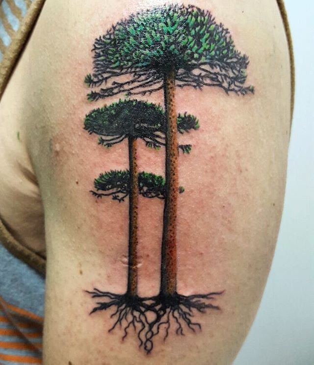 Anahi Johnsen - Evergreen Araucaria araucana 🌳 VERY symbolic first tattoo  of 2019.... Tatuando en Noruega, el árbol sagrado de los Mapuches, a una  chilena que ha vivido gran parte de su
