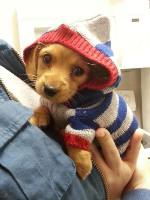 blazepress:  He didn’t choose the hood life…
