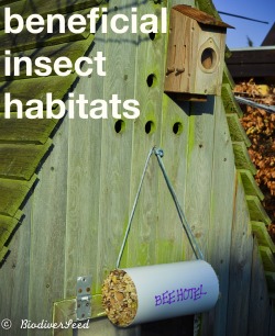 biodiverseed:Attracting Beneficial InsectsI’ve written about the many benefits of insect hotels before, in terms of attracting pollinating and predatory insects to your space of cultivation. As habitats of native bees, beetles, and butterflies are sometim