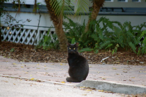 Yesterday&rsquo;s Pookah look a like&rsquo;s companion&ndash;a romeo look a like? weird! Weeden St