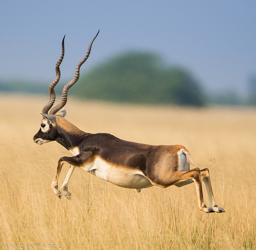 end0skeletal:  by  Hardik Patel   