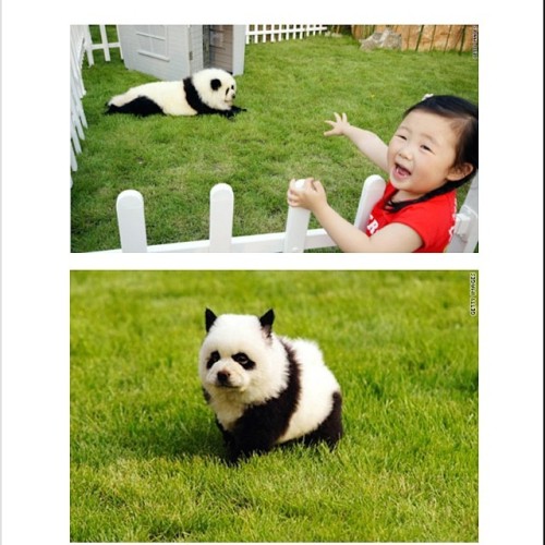 As if Panda Bears aren’t cute enough: introducing the Panda Dogs! Sooo cute you need to check it out! Link on bio  #panda #cute #instagood #likeforlike #pandabear #asians #likes #funny #pandas #pandaexpress #teampanda #instapandacool #bestoftheday