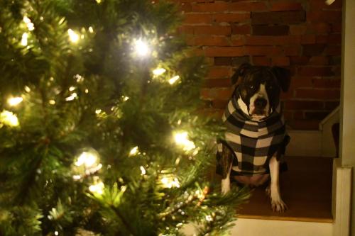 pitbullsoverload: I don’t think she trusts the Christmas tree