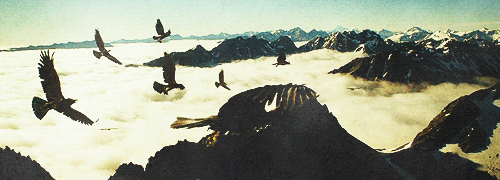 everythingislost-blog:  Eagles are not kindly birds. Some are cowardly and cruel. But the ancient ra
