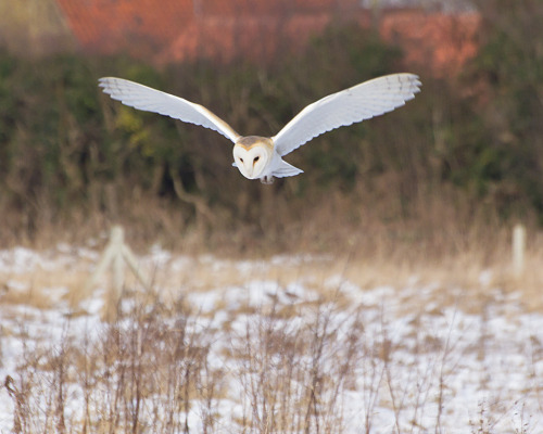 Owls are amazing silent fliers and are giving the aerospace industry a master course in aeroacoustic