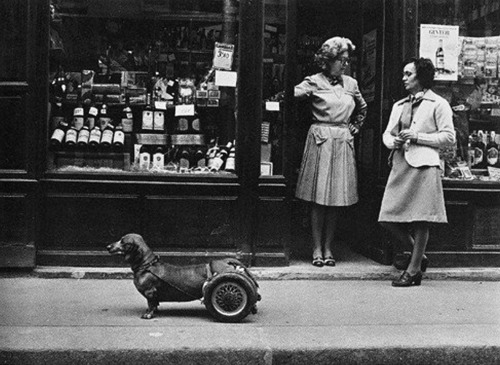 Robert Doisneau - Le Chien à Roulettes adult photos