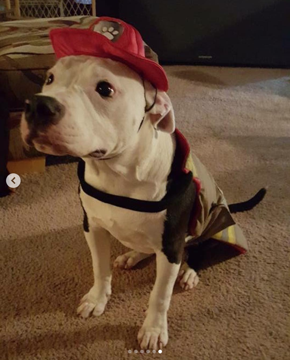 animalrates: This little guy is called Jake. Rescued from a burning shed at just