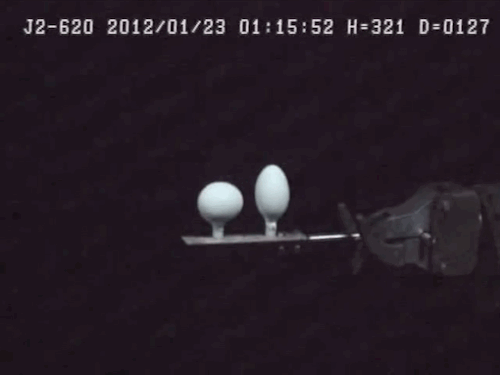 Eggs Submerged Deep Under Water