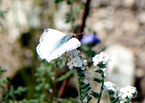 rjzimmerman:  Today’s hike with camera was the Big Morongo Canyon Preserve, Morongo Valley, California. The canyon trail was loaded with butterflies and moths commuting, dining, and making babies. I know one of these is a Painted lady butterfly, but