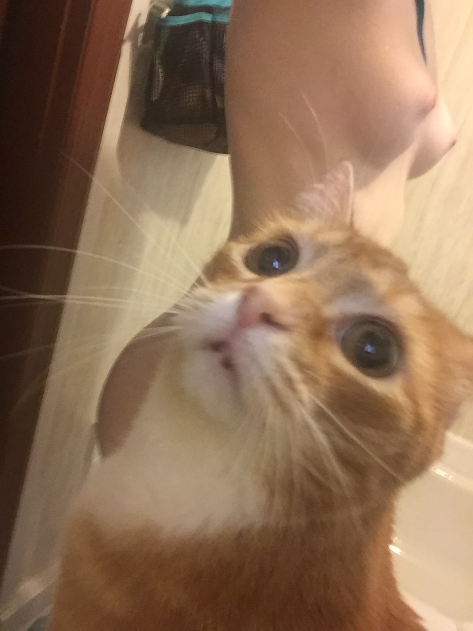nakeddarlin:  Fucking cat.