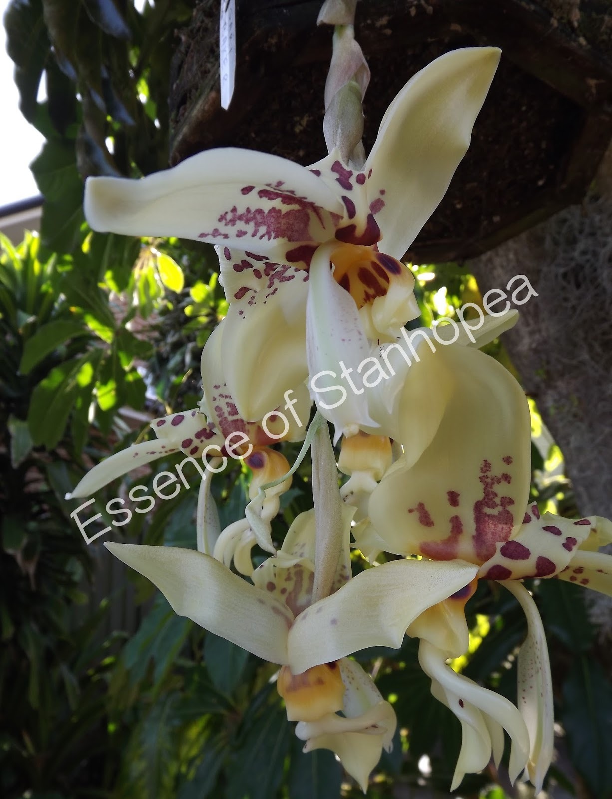 Stanhopea Gary Baker