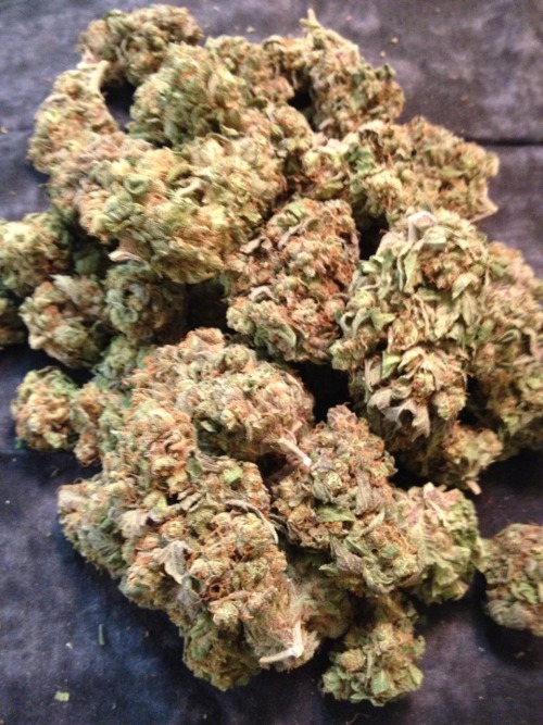 militaryroadholistic:  New stock of Girl Scout Cookie   This is the best bud around.