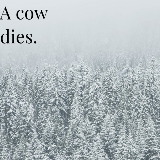 vampire-veins:  hewten:  fatal-blow:  scarvenrot:  jabberwockyx:  queenofbaws:  scarecrow-hero:  rosecolorcd:  inverts:  monkeysky:  itsbenedict:  collapsedsquid:  bunjywunjy:  someone created a random generator that creates randomized inspirational