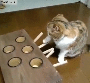 OMG! I am so in love with this cat!!!
