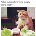 cat-memes-only: