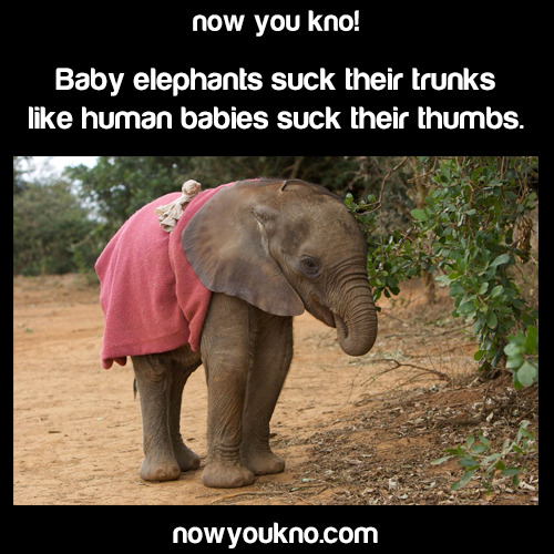 nowyoukno:  Source for more facts follow NowYouKno  n'awww