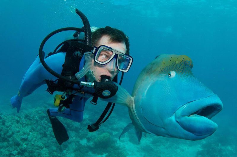 He’s right behind me, isn&rsquo;t he? (Humphead Wrasse)