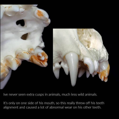 Some thoughts about teeth and fast food franchises.The absolutely remarkable otter skull in the begi