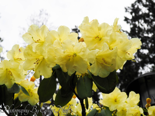 Some of the flowers that were in bloom at Snoqualmie Falls when I visited yesterday.