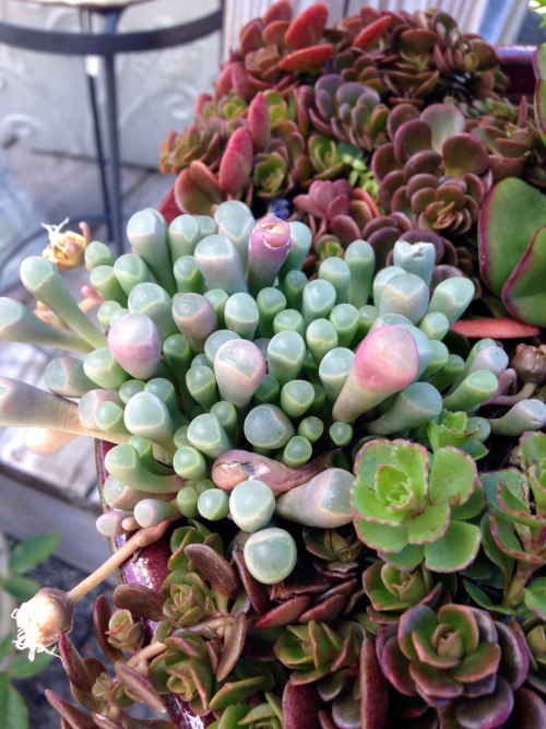 7.5.16 - Succulents at the local plant store.