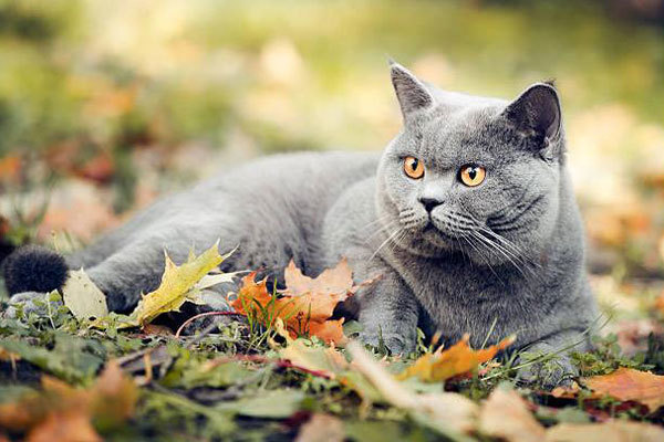 Mèo Anh Lông Ngắn “ Mèo Anh lông ngắn (British shorthair) được lai từ mèo Ai Cập với các giống mèo khác. Sau thế chiến thứ nhất và thứ hai, giống mèo này bị giảm số lượng nhanh chóng. Để chúng không bị tuyệt chủng, người ta đã lai tạo số mèo còn lại...