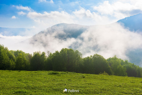 green mountain landscape. gorgeous weather with fog rising above the distant valley. deciduous forest behind the grassy meadow on the hill. beautiful nature scenery in morning light beneath a blue sky - green mountain landscape. gorgeous weather with fog rising above the distant valley. deciduous forest behind the grassy meadow on the hill. beautiful nature scenery in morning light beneath a blue sky #fog#forest#sky#background#mountain#meadow#morning#tree#sunrise#light#summer#view#spring