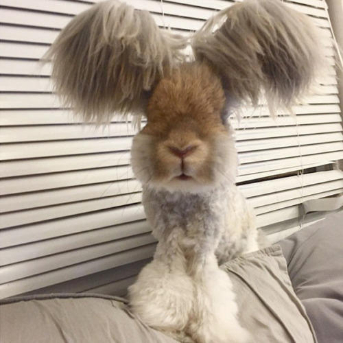 flygex-eatin-on-softies:  thehappysorceress:  archiemcphee:  Meet Wally, an English Angora rabbit with the most awesomely fluffy pair of ears we’ve ever seen. Wally lives in Massachusetts with his human friend Molly. He’ll be one-year-old next