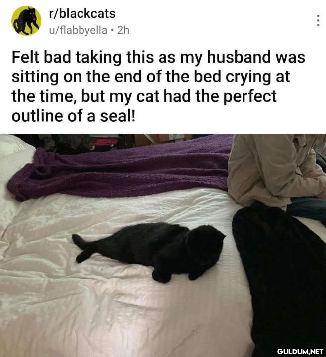 r/blackcats u/flabbyella....