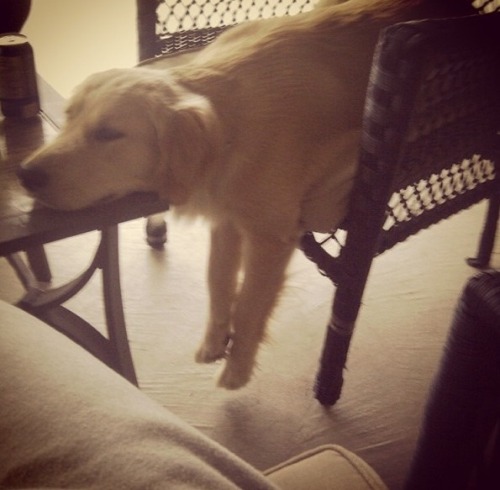 awwww-cute:  How my friends dog fell asleep yesterday 