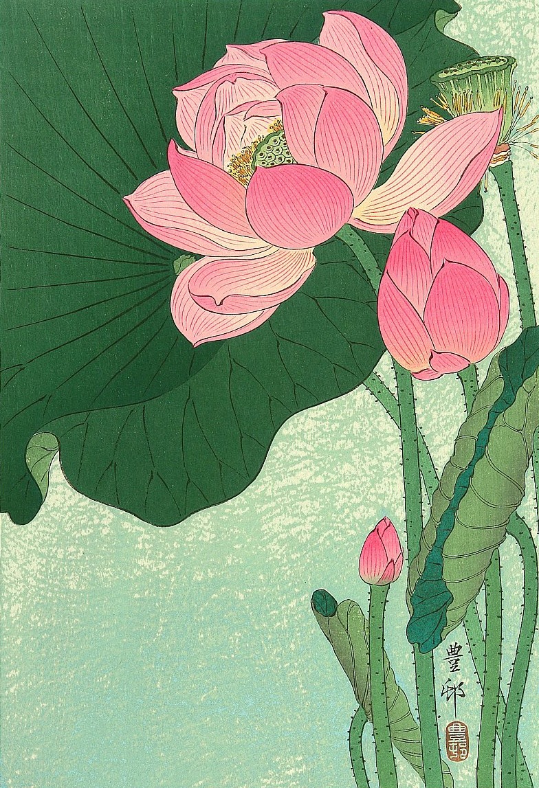 cup-of-meat:   “Flowering Lotus”, Ohara Koson. 