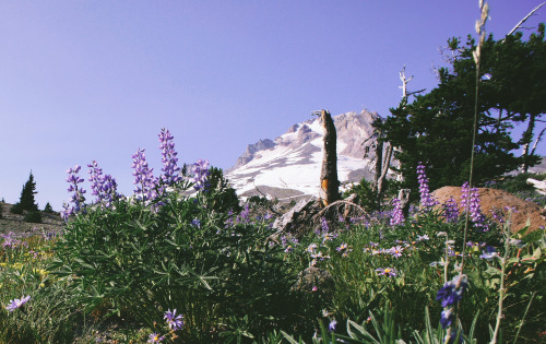 expressions-of-nature:   by Keith Carey Mt. Hood, Oregon 