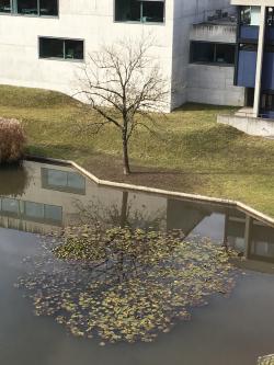 ask-commanderhanji:  sixpenceee:  This tree’s reflection was perfect.   When will my reflection showWho I am Inside 