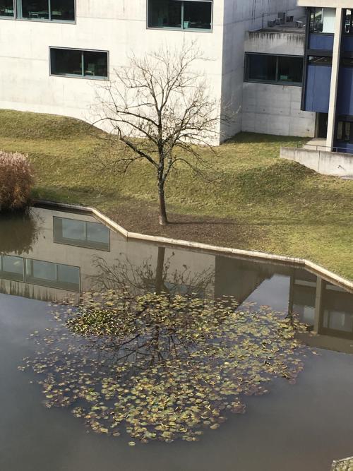 ask-commanderhanji:sixpenceee:This tree’s reflection was perfect. When will my reflection showWho I 