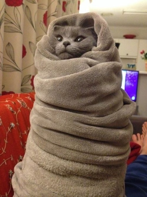 awwww-cute:  Cold weather is coming 