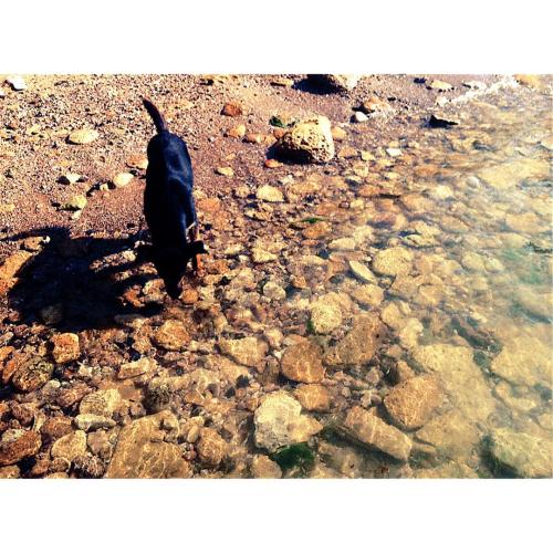 The dog wanted so much to drink that he began drink from the sea( #dog #animal #sea #blacksea #natur