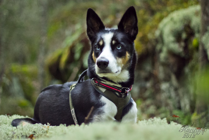 bernesemountaingoat: Mana in the sun by hannord