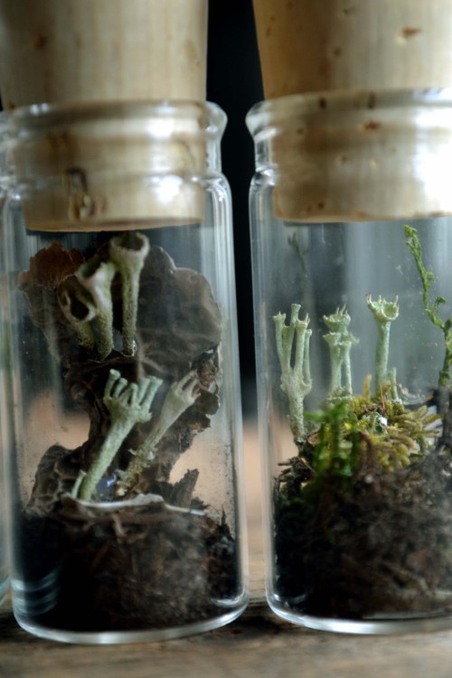 wolftea:  mini terrariums
