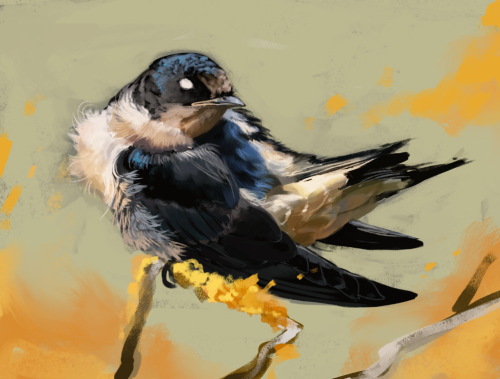 buboplague:Whoops im an idiot and accidentally deleted this post from May. Did 40 minute studies of birds for a week because I was feeling stuck, but wanted to say I at least tried for a little bit each day. 