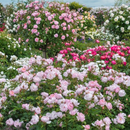 green-is-the-garden:    ’Scarborough Faire’ David Austin Roses.  