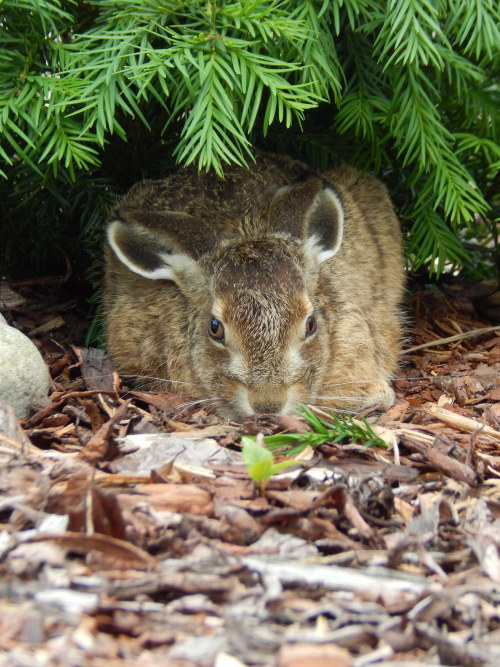 Lepus europaeus, rusakko